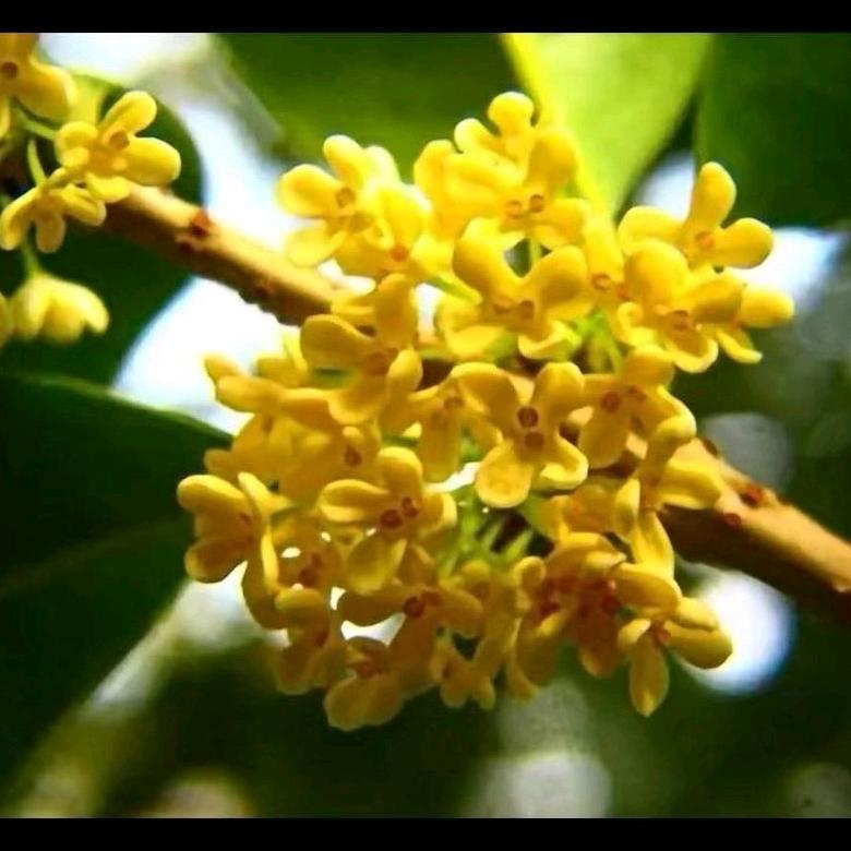 8月桂花