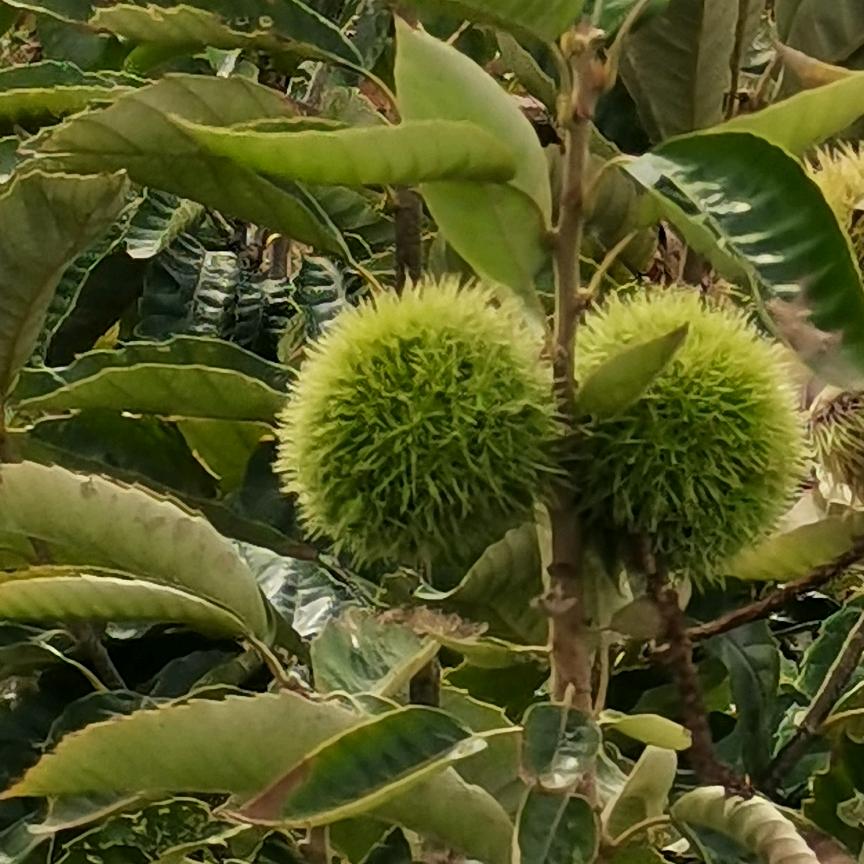 小杨