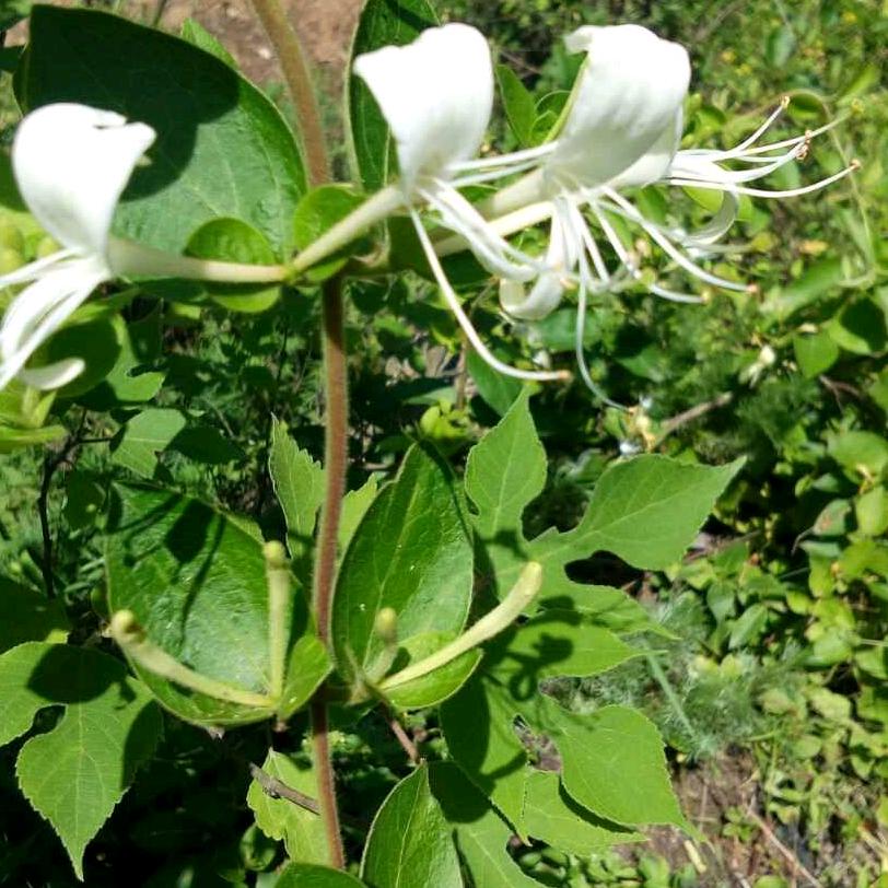 琴声荡漾