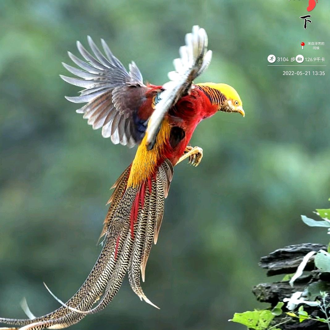 王泽芳（摄影师）