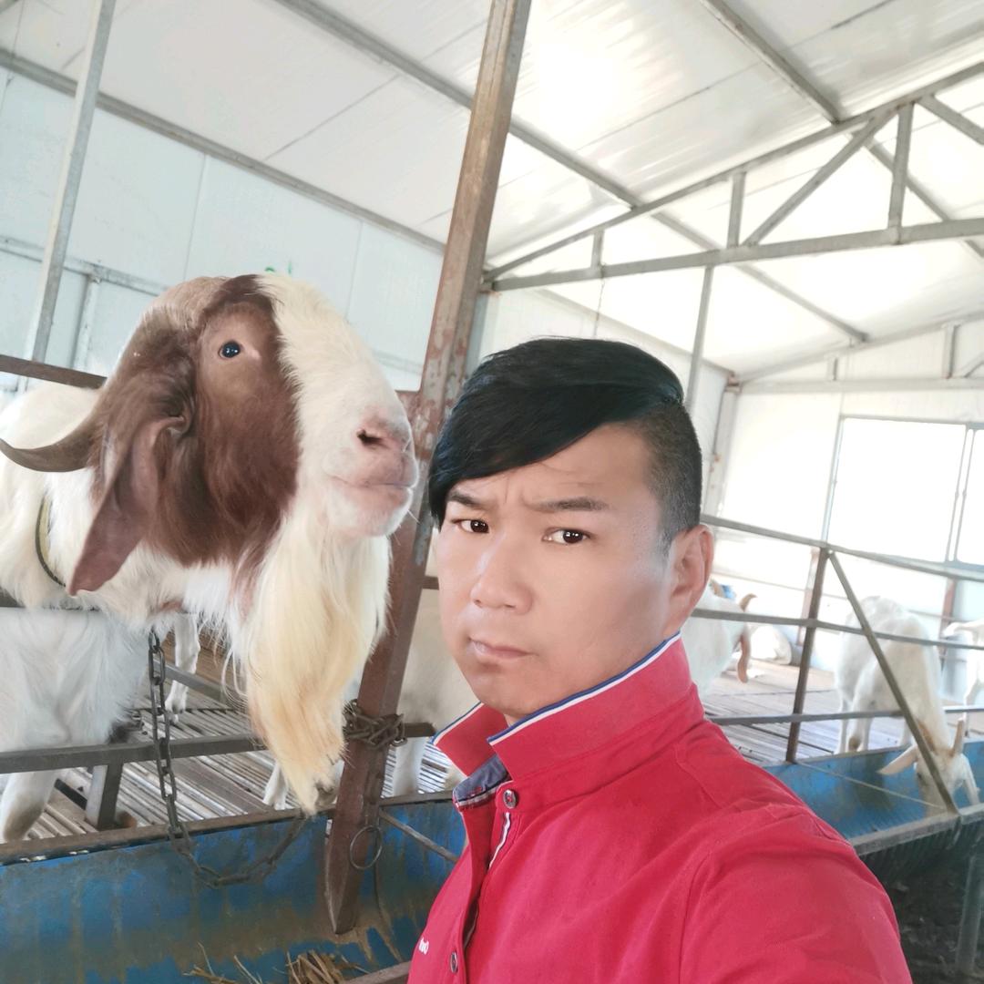 张三养羊
