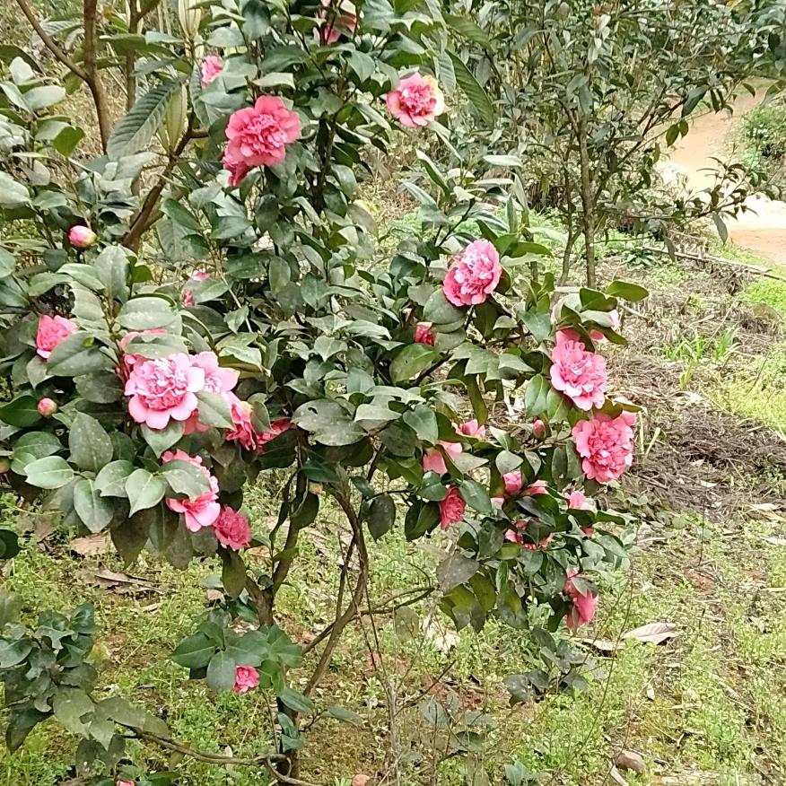 冉|，了。，，，。。