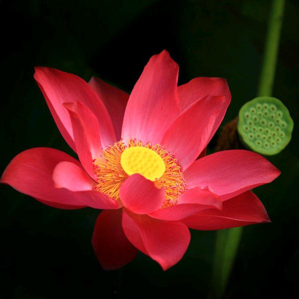秋芜静羌头像