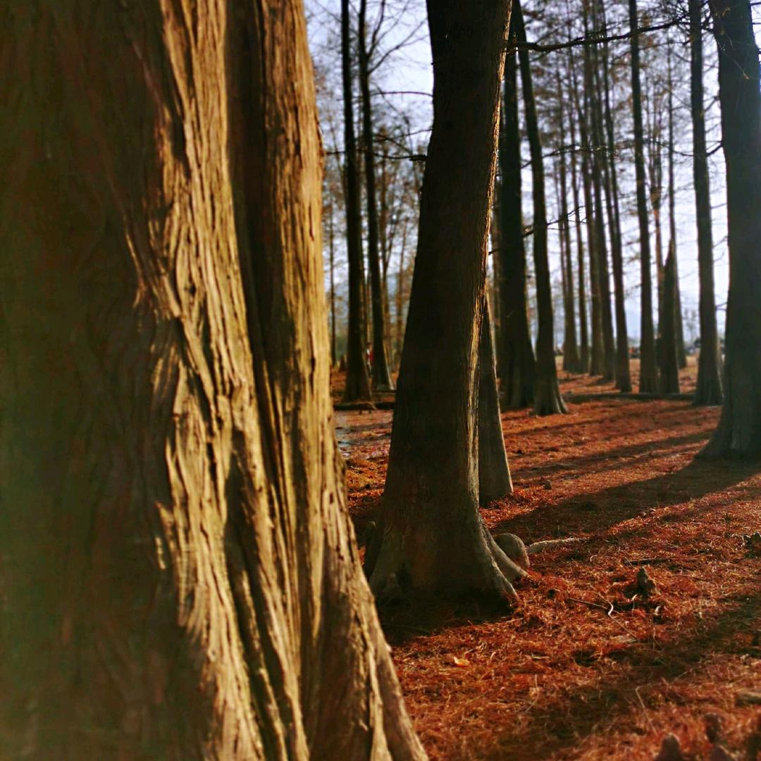 麦才岭上的行者