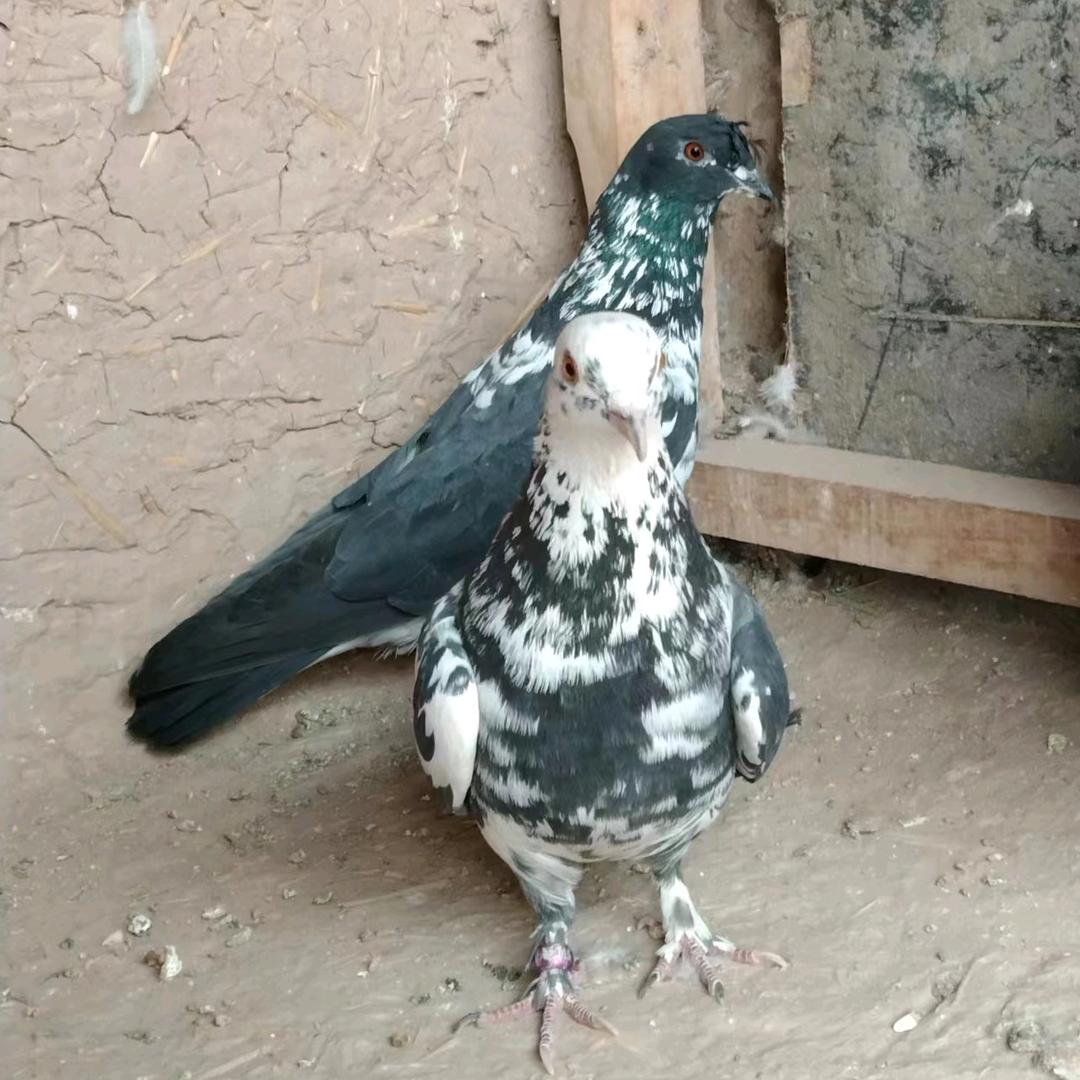 anvrjan🕊