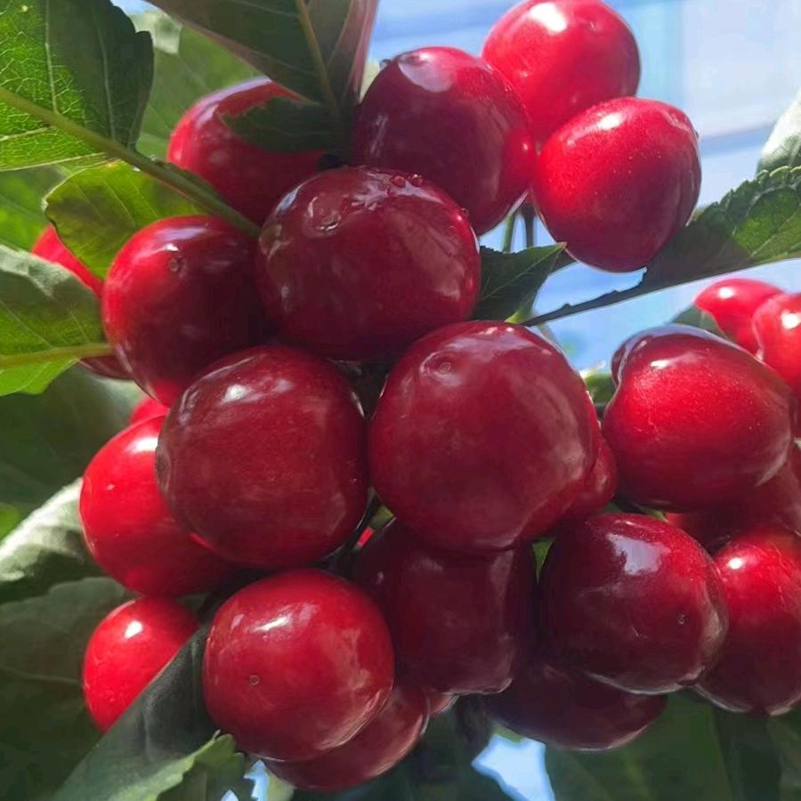 大普双鲜（大双生态农业店）