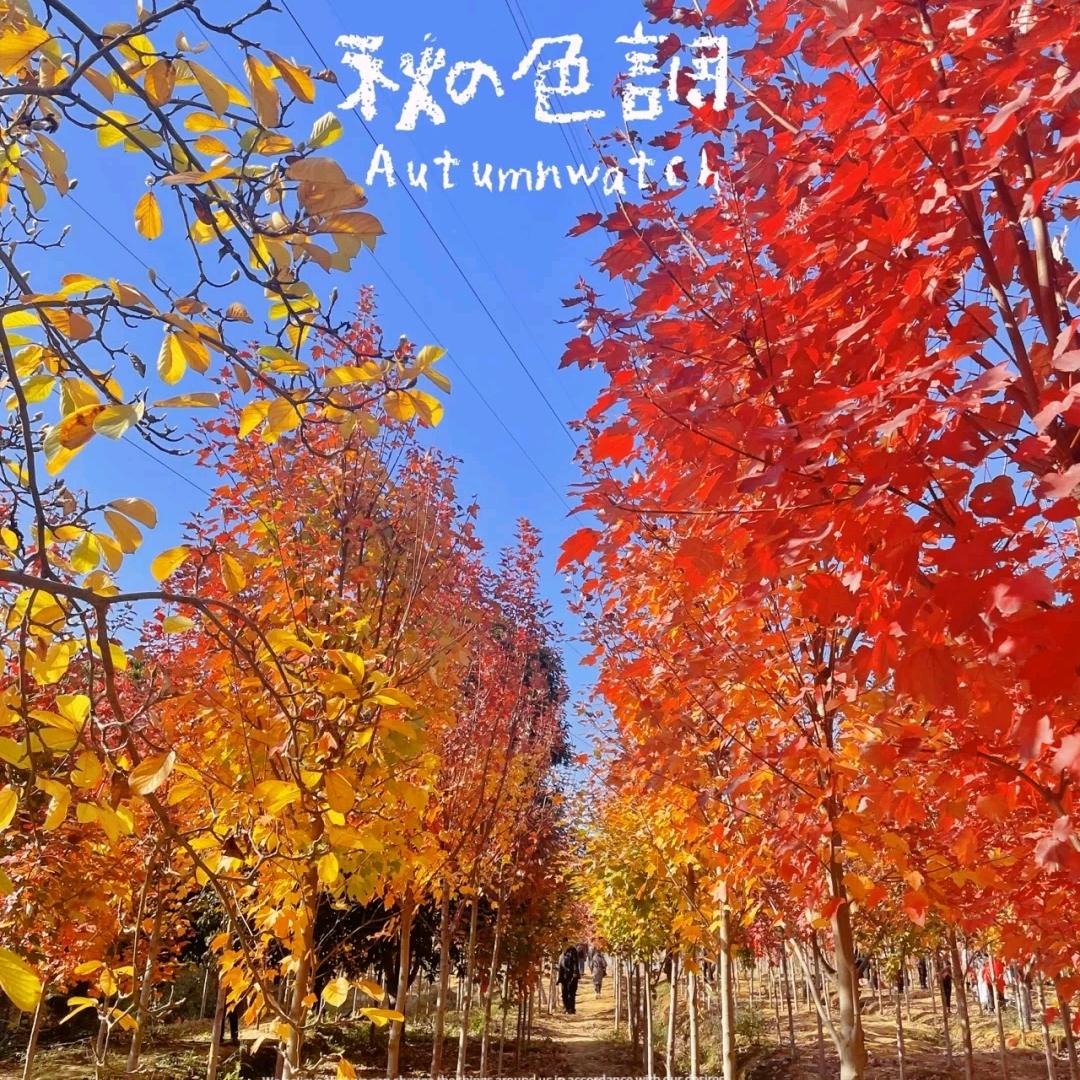 枫叶海鲜