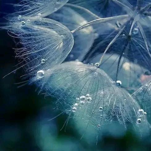 飘零🍃致远