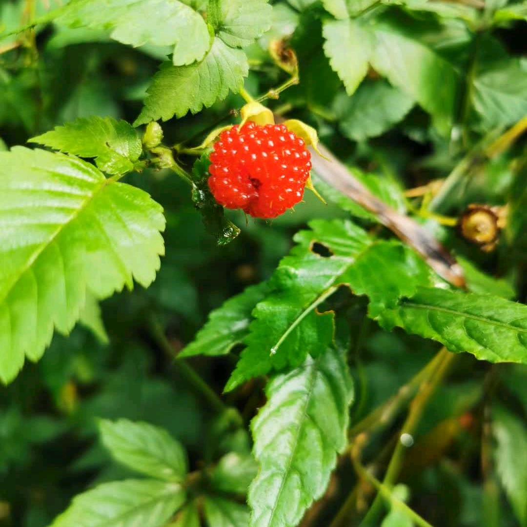 茉莉花
