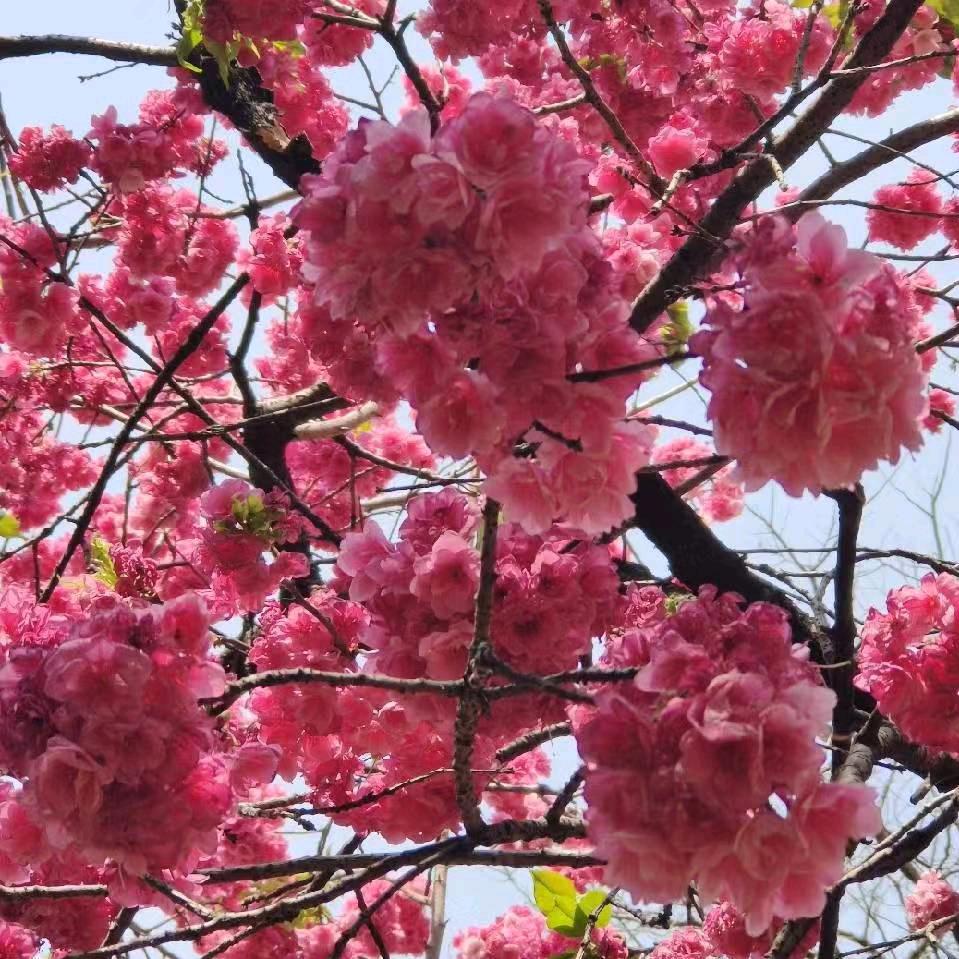 他是我的