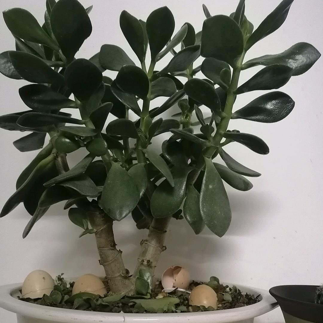 琴秦
