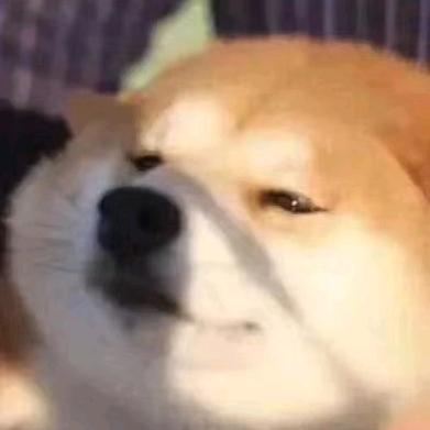 d o g
