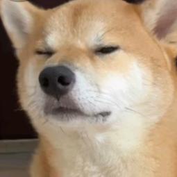 帅吧  修🐶