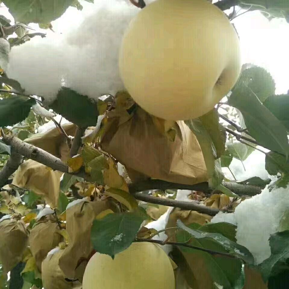 山东烟台大苹果