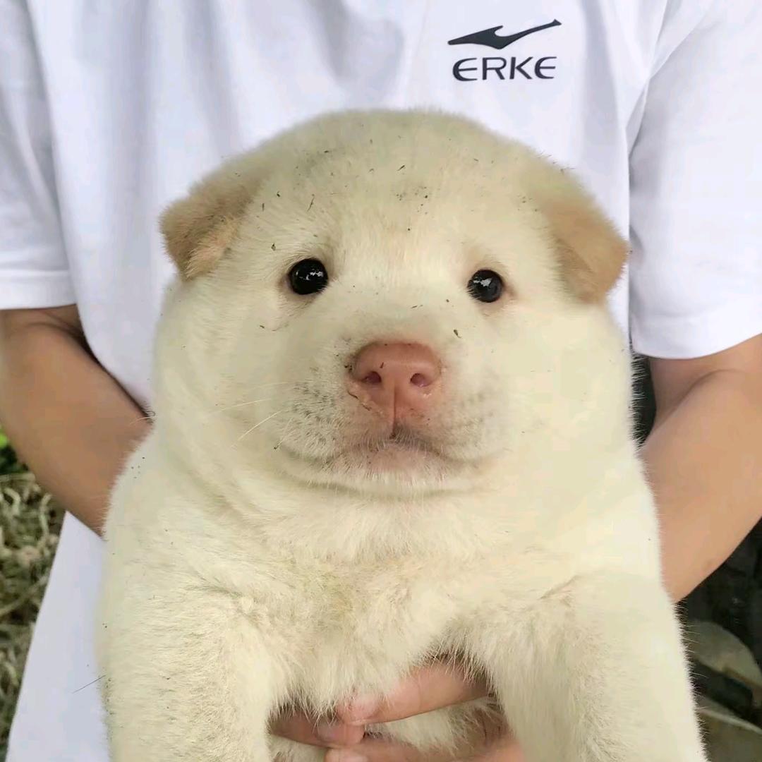 你的敬直