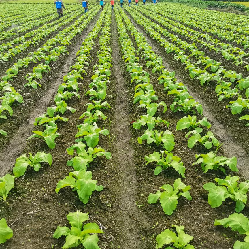 佳润农业🇨🇳