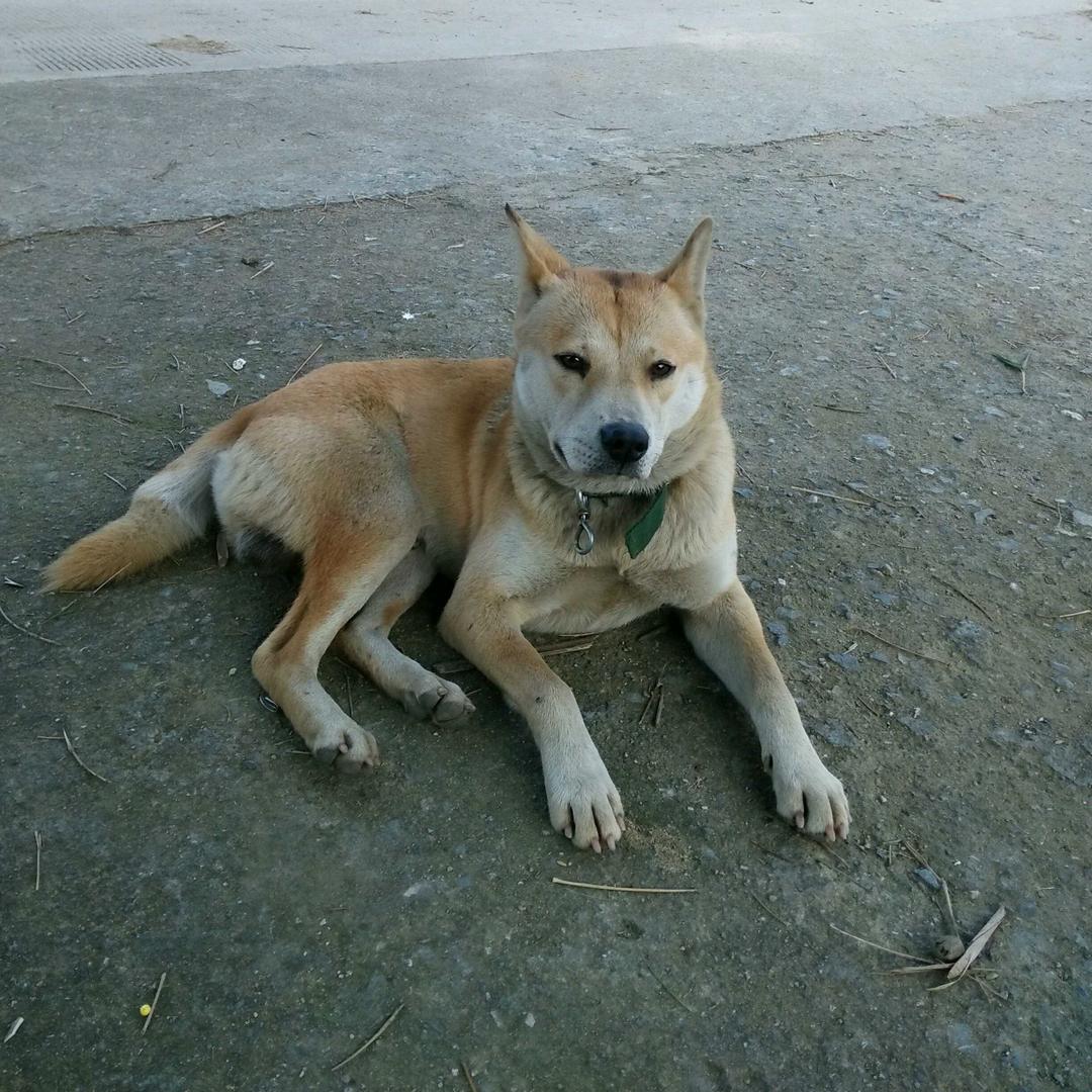 猎犬