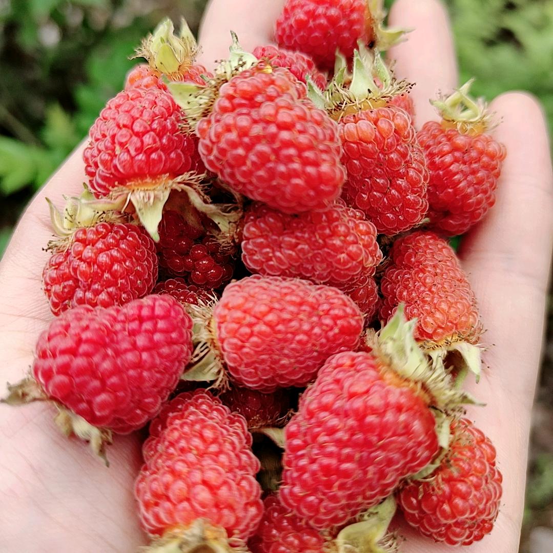 飞燕
