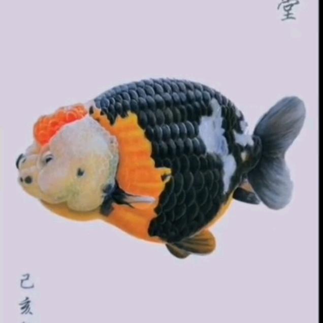 球哥金鱼