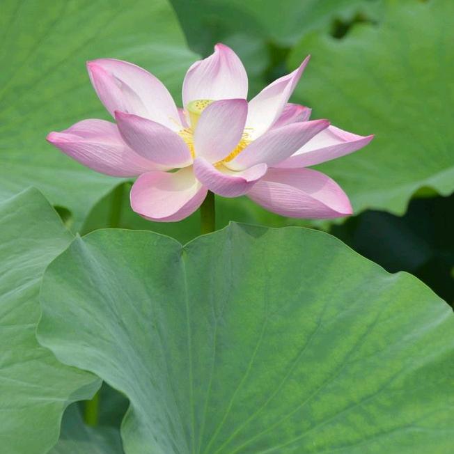 河仙子
