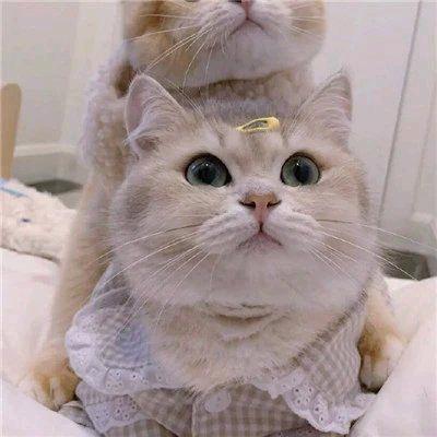 猫九九~