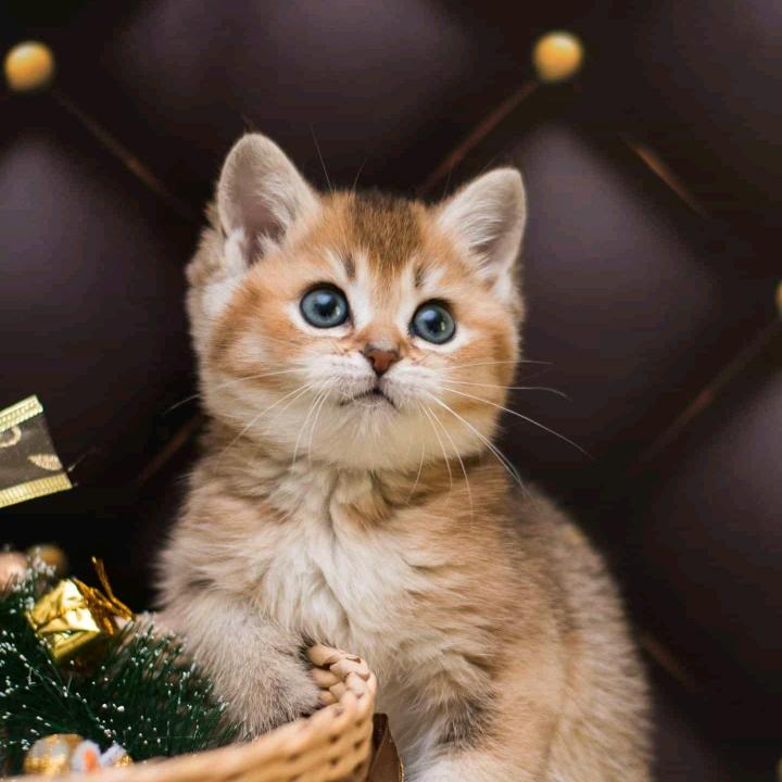 可爱的鸭子奶奶