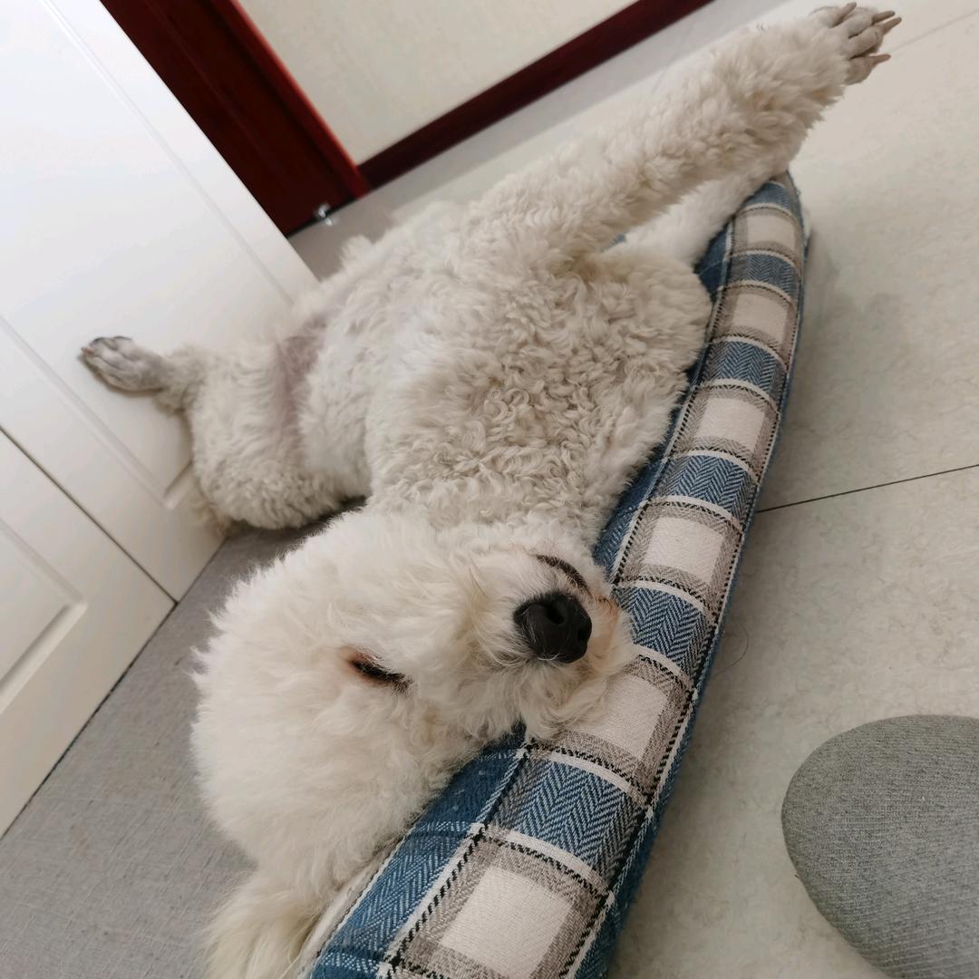 七七是个小憨憨