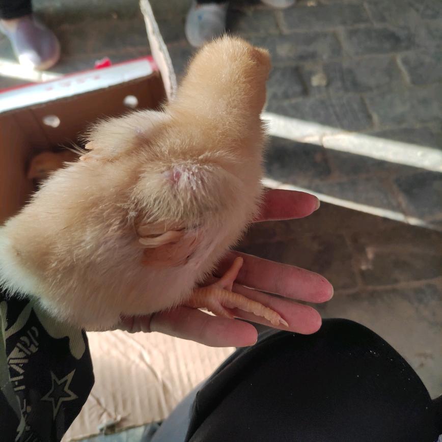 张胡营小李庄养鸡场