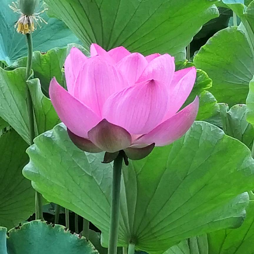 三朋