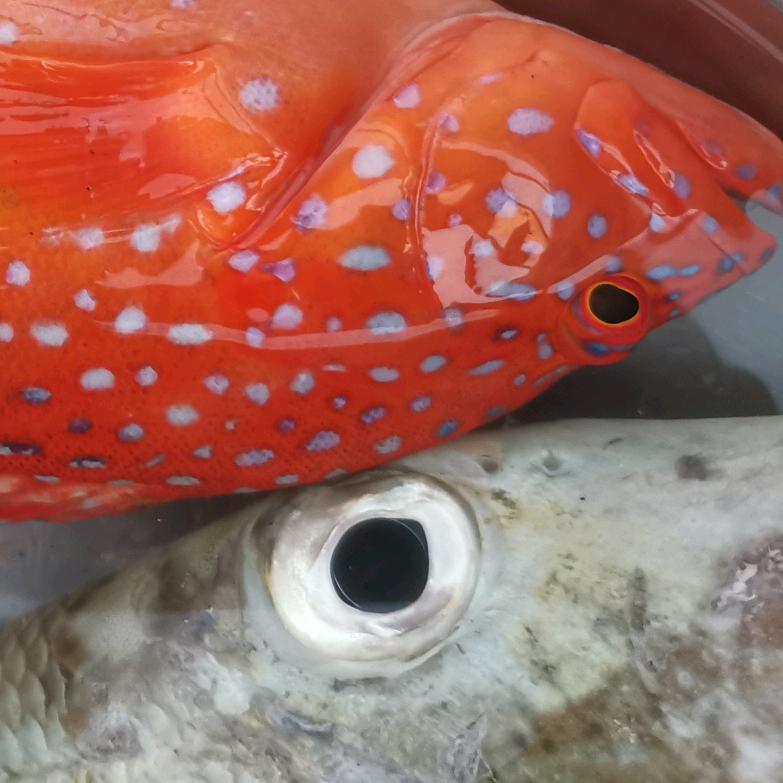 大眼鱼