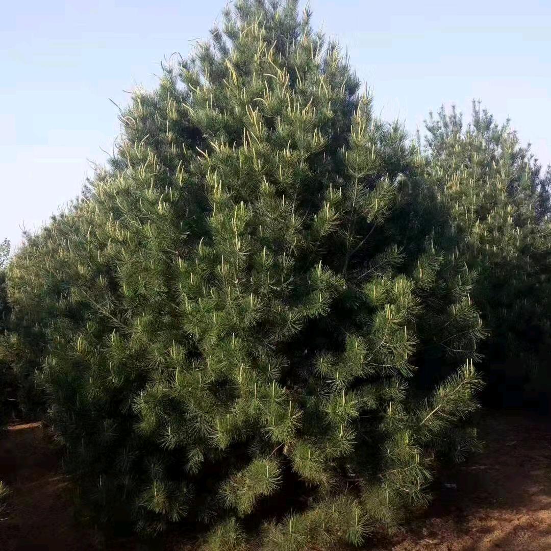 白皮松出售80亩