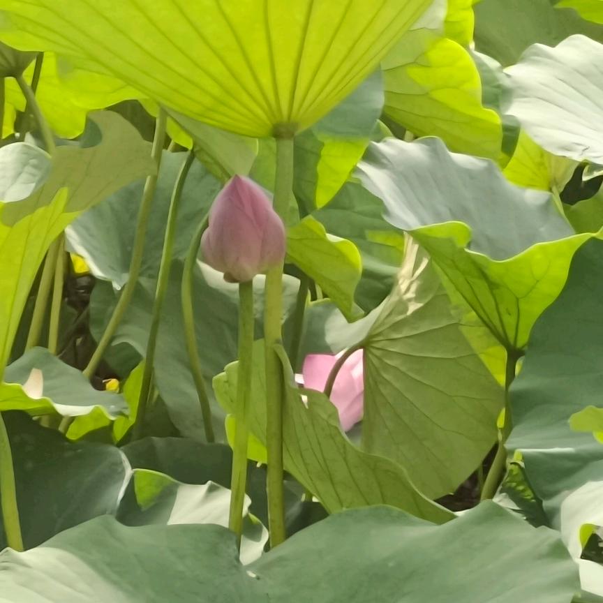 岁月淡然🍀王俪遐