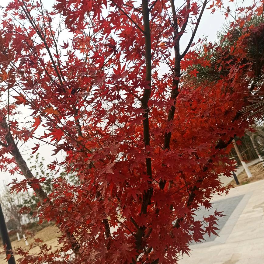 幸福的老邓