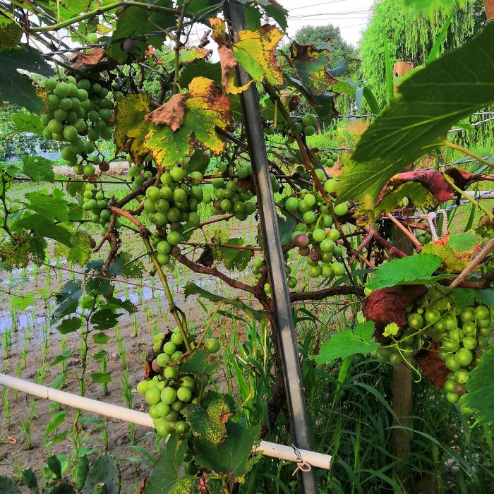 青萄的工作与生活