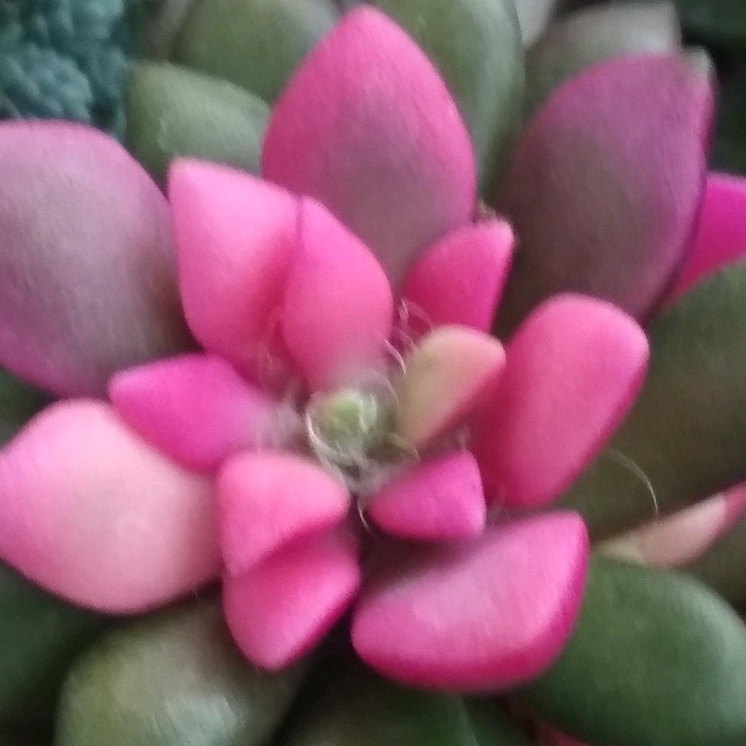 李蓉蓉