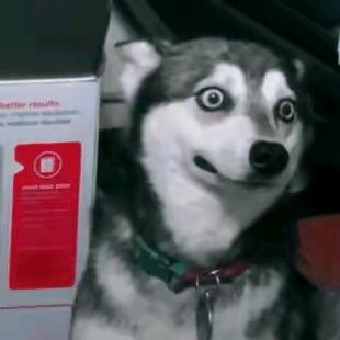 最爱肥宅快乐水