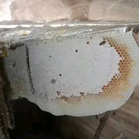 圆缘蜂业