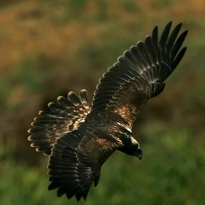 🔆🔅㏄公瑾🧸ᴸºᵛᵉ🌙AIGC