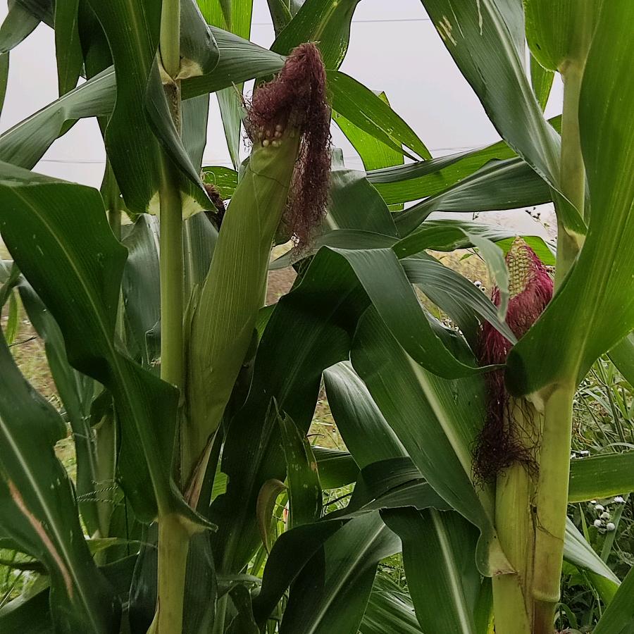 🌽海洋🌽