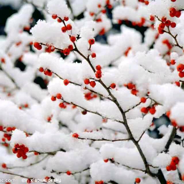 雪花