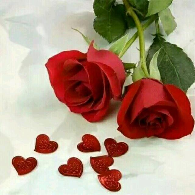 玫瑰🌹