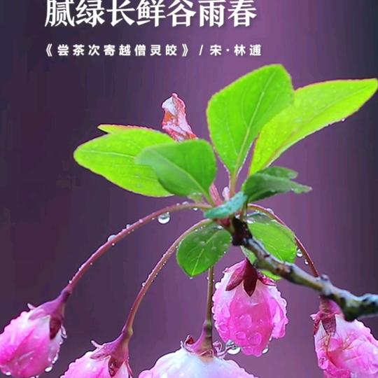 迷茫的羔羊