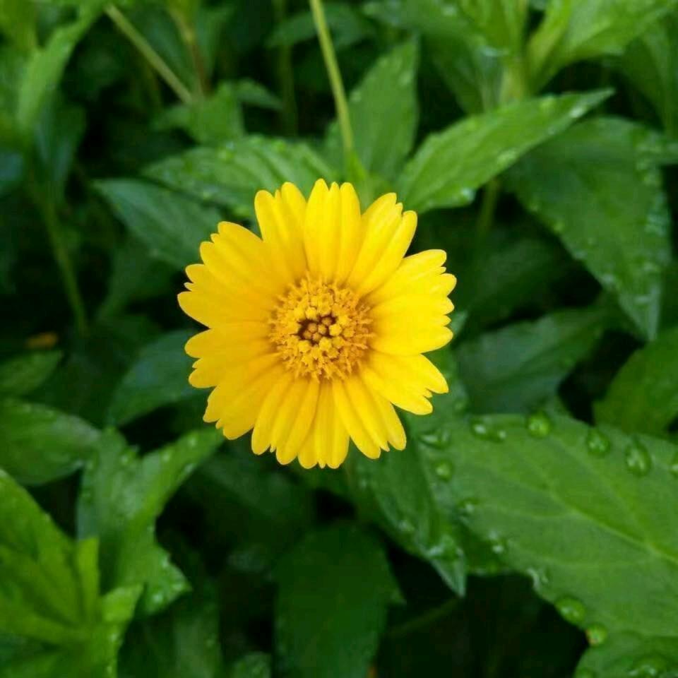 ᰔᩚ᭄ℛ吴🍒ci꧔ꦿ້໌ᮨ࿐