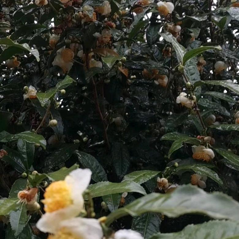 叶家蜂蜜