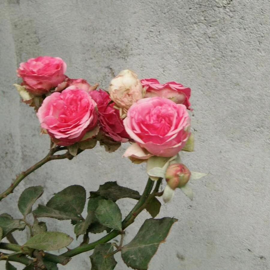 芸芸众生