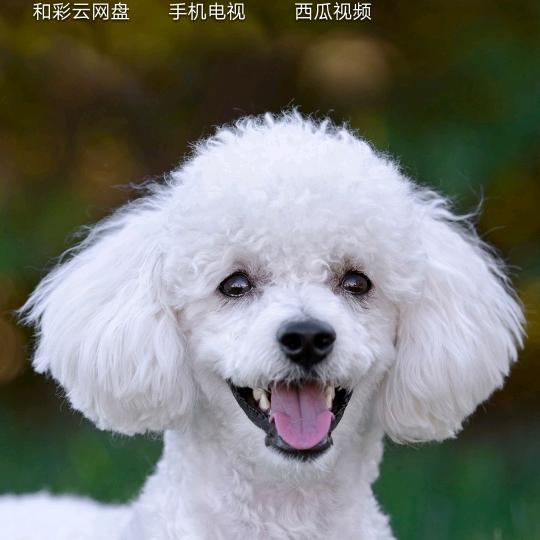 勇勇一聪明的小刀