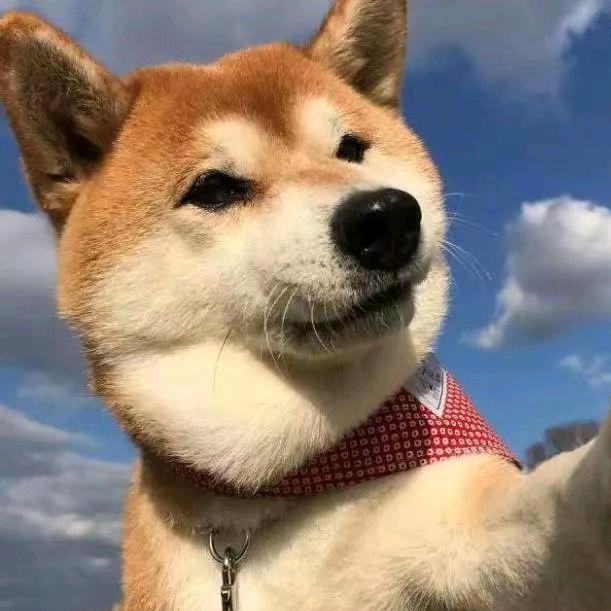 狗子游戏
