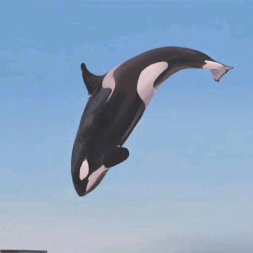 泷仔敲人（限定版）