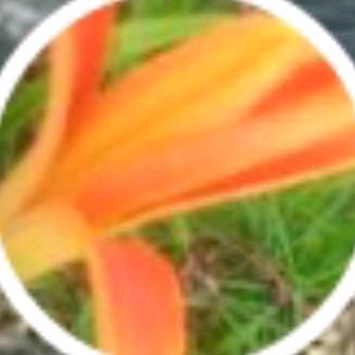 河南息县鲁大姐