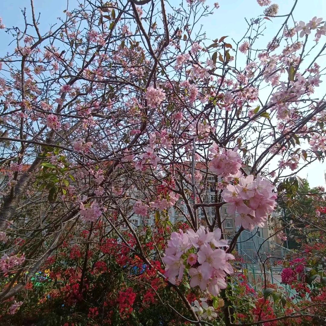 冰枫的枫落